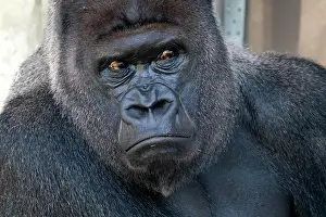 Silverback: Plain gorilla ( Gorilla gorilla, gorilla), silverback