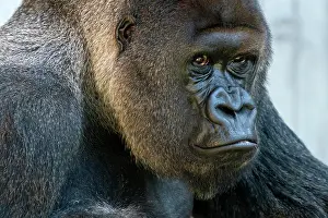 Silverback: Plain gorilla ( Gorilla gorilla, gorilla), silverback