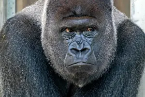 Silverback: Plain gorilla ( Gorilla gorilla, gorilla), silverback