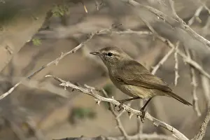 Oman: Plain Leaf Warbler (Phylloscopus neglectus), Oman