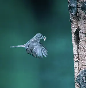 Treehole: Plain or Oak Titmouse