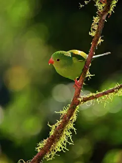 Feeder: Plain Parakeet backlit Brotogeris tirica Atlantic