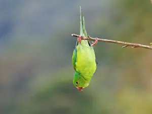 Feeder: Plain Parakeet Brotogeris tirica Atlantic Forest