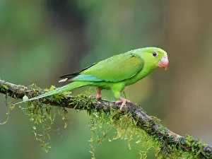 Feeder: Plain Parakeet Brotogeris tirica Atlantic Forest