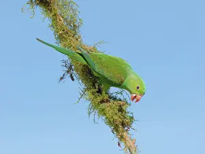 Feeder: Plain Parakeet Brotogeris tirica Atlantic Forest