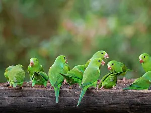 Feeder: Plain Parakeet flock on feeder Brotogeris tirica