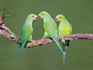 Feeder: Plain Parakeet group Brotogeris tirica Atlantic