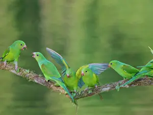 Feeder: Plain Parakeet group Brotogeris tirica Atlantic