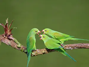 Feeder: Plain Parakeet group Brotogeris tirica Atlantic