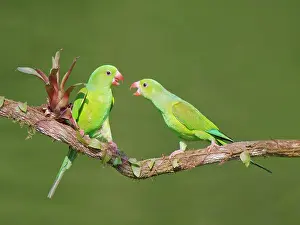 Feeder: Plain Parakeet group Brotogeris tirica Atlantic
