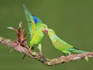Feeder: Plain Parakeet group Brotogeris tirica Atlantic