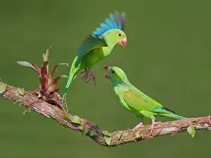 Feeder: Plain Parakeet group Brotogeris tirica Atlantic