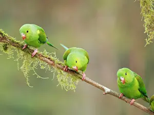 Feeder: Plain Parakeet group Brotogeris tirica Atlantic