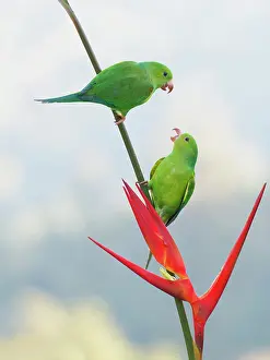 Feeder: Plain Parakeet on Heliconia flower Brotogeris tirica