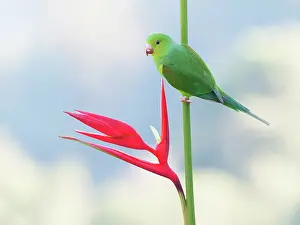 Feeder: Plain Parakeet on Heliconia flower Brotogeris tirica