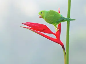 Feeder: Plain Parakeet on Heliconia flower Brotogeris tirica