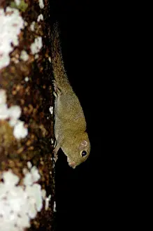 Pigmy: Plain Pigmy Squirrel runs impetuously up and down