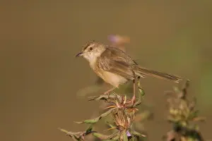 Inornata: Plain Prinia