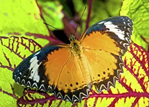 Milkweed: Plain Tiger Butterfly