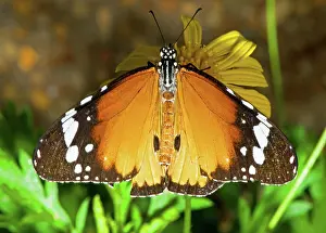 Milkweed: Plain Tiger Butterfly