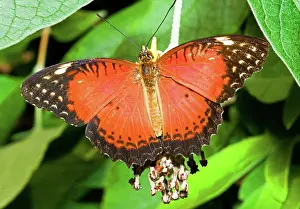 Milkweed: Plain Tiger Butterfly