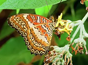 Milkweed: Plain Tiger Butterfly