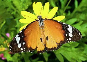 Monarch: Plain Tiger Butterfly
