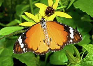 Monarch: Plain Tiger Butterfly