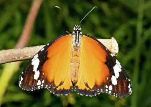 Monarch: Plain Tiger Butterfly