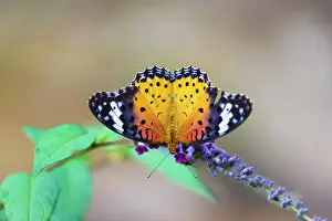 Plain Tiger Butterfly (Danaus chrysippus)