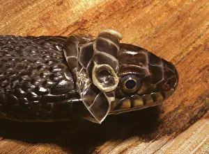 Indiana: Plainbelly Water Snake Shedding