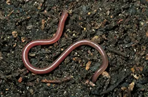 Dulcis: Plains Blind Snake