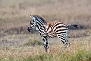 Burchell: Plains / Burchell's Zebra - young