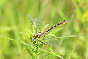 Dragonfly: Plains Clubtail (Gomphus externus) Lawrence County