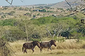 Burchell: Plains / Common / Burchell's Zebra