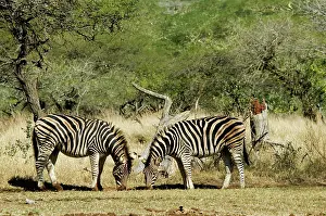 Burchell: Plains / Common / Burchell's Zebra