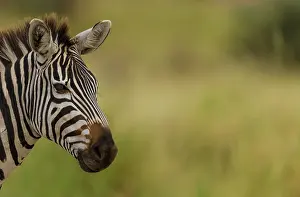 Burchell: Plains / Common / Burchell's Zebra