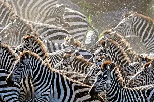 Burchell: Plains / Common / Burchell's Zebra