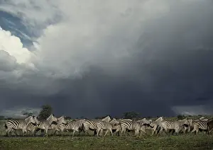 Burchell: Plains / Common / Burchell's Zebra