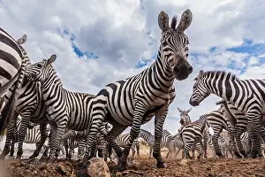 Burchell: Plains / Common / Burchell's Zebra