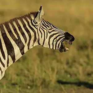 Braying: Plains Common Burchell's Zebra communicating