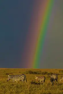 Rainbows: Plains / Common / Burchell's Zebra grazing under