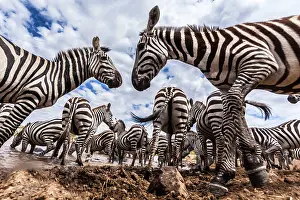 Plains / Common / Burchell's Zebra herd