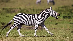 Braying: Plains / Common / Burchell's Zebra male braying