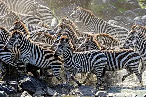 Burchell: Plains / Common / Burchell's Zebra - panicking at river bank