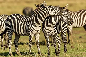 Burchell: Plains Common Burchell's Zebra play fighting