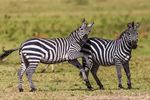 Burchell: Plains / Common / Burchell's Zebra play fighting