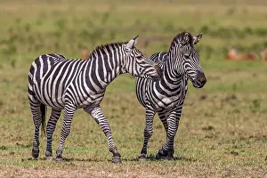 Burchell: Plains / Common / Burchell's Zebra play fighting