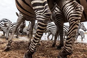 Burchell: Plains Common Burchell's Zebra at river bank