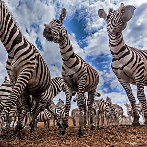 Burchell: Plains Common Burchell's Zebra at river bank